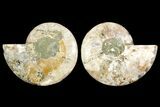 Agatized Ammonite Fossil - Madagascar #145218-1